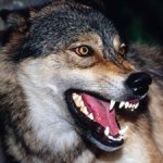 Avatar od  ppetrasinovic