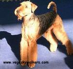 Avatar od  vegaskywalkers