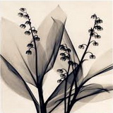 Avatar od  Djurdjevak